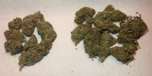 10 grams of two strains of marijuana